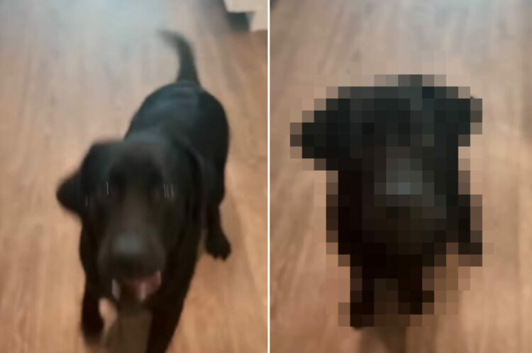 おばあちゃんたちの家に行けると聞いて大喜びの黒ラブ。ママさんが説明する「お泊りのルール」に熱心に耳を傾けています！！【アメリカ・動画】