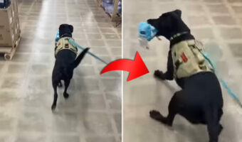 オモチャをくわえて店内を嬉しそうに進む犬。ところが『あるもの』が視界に入ってビックリ!?すっかり腰を抜かしていました【アメリカ・動画】