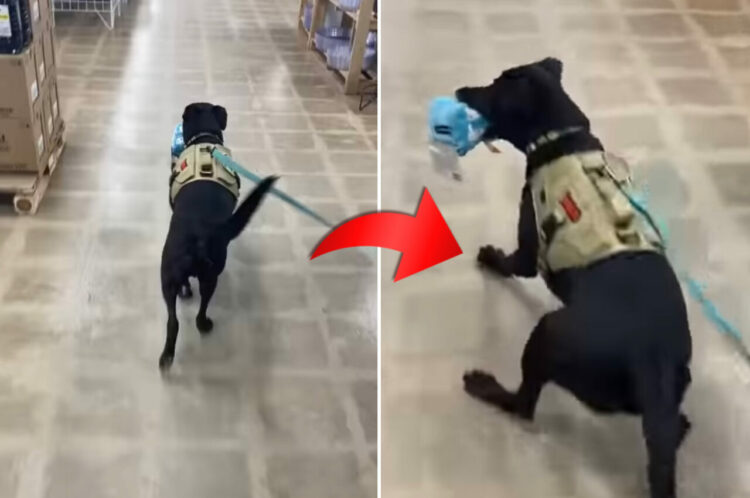 オモチャをくわえて店内を嬉しそうに進む犬。ところが『あるもの』が視界に入ってビックリ！？すっかり腰を抜かしていました【アメリカ・動画】