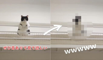 最高のデレ仕草にメロメロになっちゃうこと必至!真剣な表情からの変わりようをぜひ音ありで見てほしい!