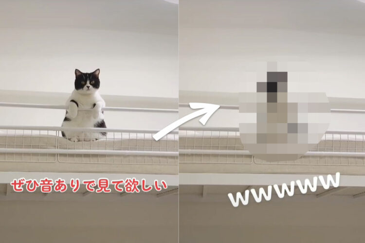 最高のデレ仕草にメロメロになっちゃうこと必至！真剣な表情からの変わりようをぜひ音ありで見てほしい！