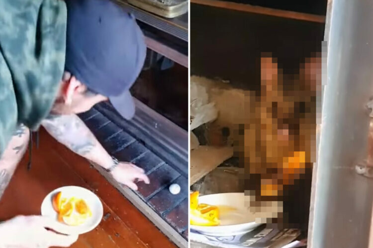 暖炉を開けるとそこにいたのは・・！煙突を下りて遊びにやって来たのは、なんとも『かわいいお客さん』だったのです【海外・動画】