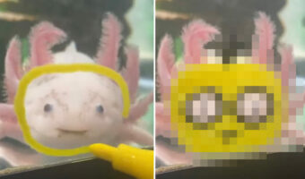 これは可愛い!じっと見つめてくるウーパールーパー!水槽越しにメイクを施したら愛らしいキャラが爆誕しました!!【アメリカ・動画】