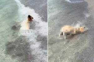 初めての海に大はしゃぎ！生後3ヶ月のラブラドールの子犬は、波打ち際を全身で堪能していました！！【アメリカ・動画】