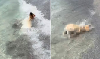 初めての海に大はしゃぎ！生後3ヶ月のラブラドールの子犬は、波打ち際を全身で堪能していました！！【アメリカ・動画】