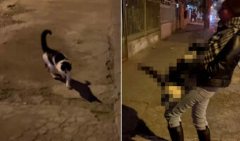 女性に近寄ってきた人懐っこい野良猫。女性に撫でてもらったこの子は、なんとも大胆な行動にでました!!【海外・動画】