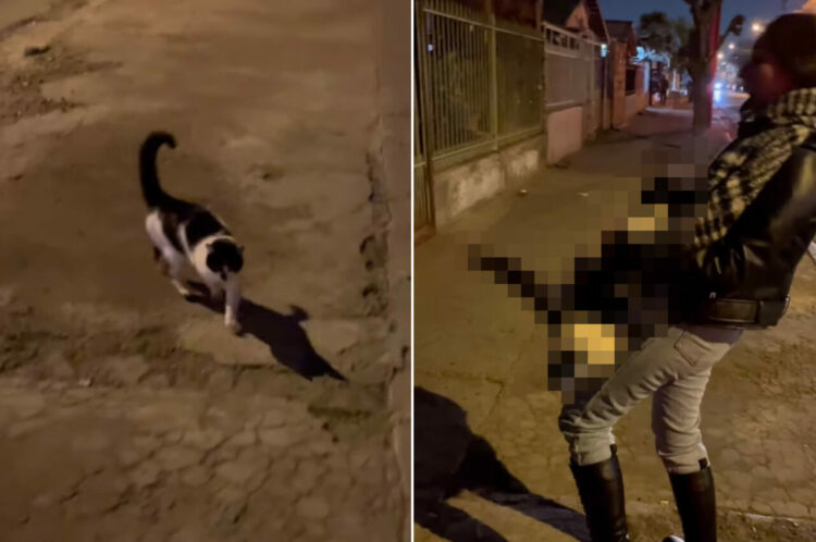 女性に近寄ってきた人懐っこい野良猫。女性に撫でてもらったこの子は、なんとも大胆な行動にでました！！【海外・動画】