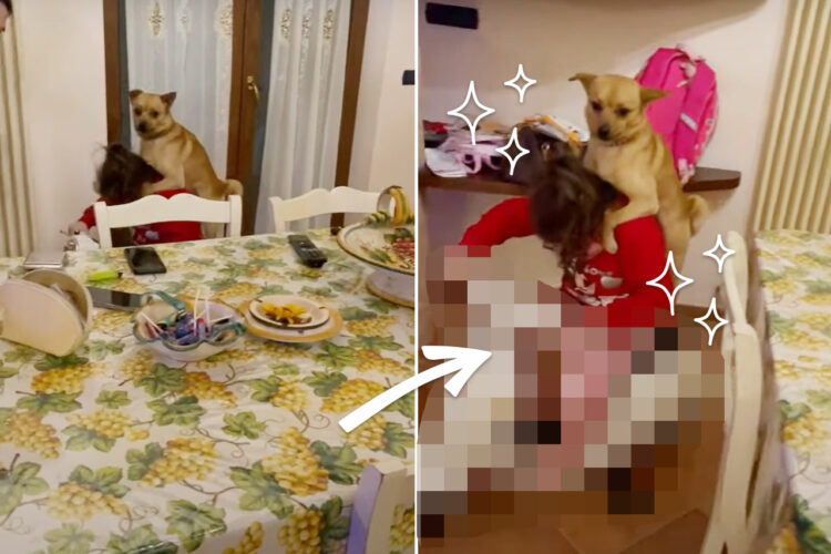 小さな女の子が愛犬とスクーターでふたり乗り！！オモチャのスクーターでお家の中をドライブする二人の姿にほっこり【海外・動画】