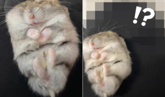 スヤスヤと寝ているハムスター。その寝床としているのは、名前を変える必要があるのでは?とも思える意外な場所でした【国内・動画】