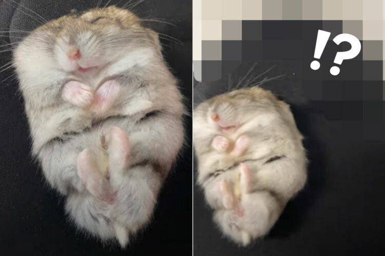 スヤスヤと寝ているハムスター。その寝床としているのは、名前を変える必要があるのでは？とも思える意外な場所でした【国内・動画】