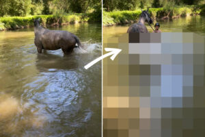 水浴びをする馬。楽しくバシャバシャしているかと思いきや・・・とんでもないイタズラを仕掛けてきました！！