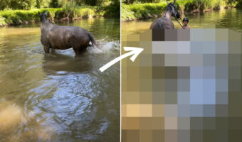 水浴びをする馬。楽しくバシャバシャしているかと思いきや・・・とんでもないイタズラを仕掛けてきました！！