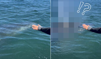 海上でボートに接近してくれたのは、クジラ!?みんなで声をかけていたら、素敵な挨拶をしてくれました!!【アメリカ・動画】