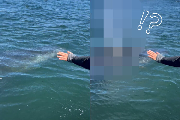 海上でボートに接近してくれたのは、クジラ！？みんなで声をかけていたら、素敵な挨拶をしてくれました！！【アメリカ・動画】