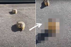 マーモットを見つけてテンションの上がった男性。マーモットも男性に気が付いたようで・・・ご挨拶に来てくれました！！【アメリカ・動画】