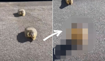 マーモットを見つけてテンションの上がった男性。マーモットも男性に気が付いたようで・・・ご挨拶に来てくれました!!【アメリカ・動画】
