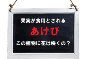 山野で採取されるあけびには花は咲く？あけびの花言葉や名前の由来とは？！