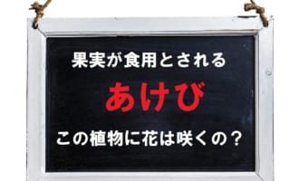 山野で採取されるあけびには花は咲く？あけびの花言葉や名前の由来とは？！