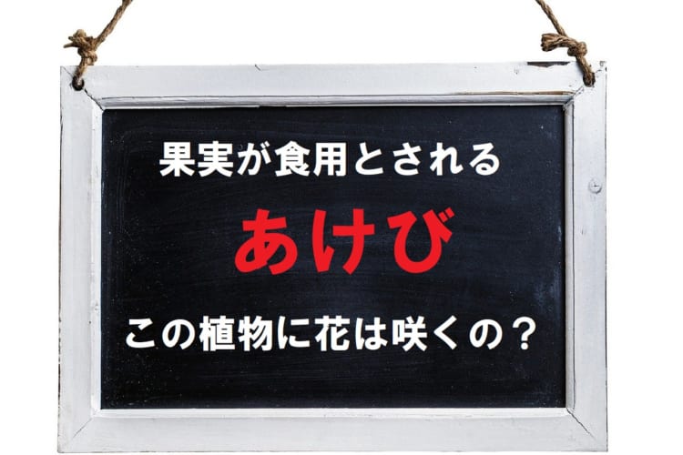 山野で採取されるあけびには花は咲く？あけびの花言葉や名前の由来とは？！