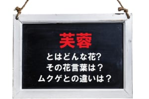 「芙蓉（フヨウ）」とはどんな花？どのような花言葉があるの？ムクゲとの違いは？「芙蓉」は元々違う花の事だった
