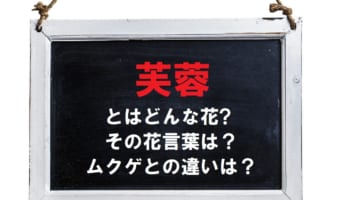 「芙蓉（フヨウ）」とはどんな花？どのような花言葉があるの？ムクゲとの違いは？「芙蓉」は元々違う花の事だった