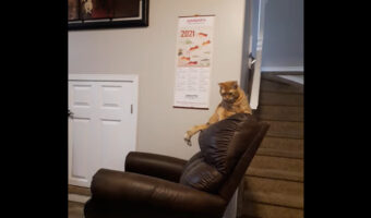 『あるもの』が視界に入ると気になって仕方がないトラ猫。この日もバシバシと叩いていたのですが、それはなんと・・！！【海外・動画】