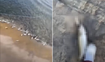 釣り人もビックリ!釣りをしていたら大量の小魚が波打ち際に!!一体なぜ?