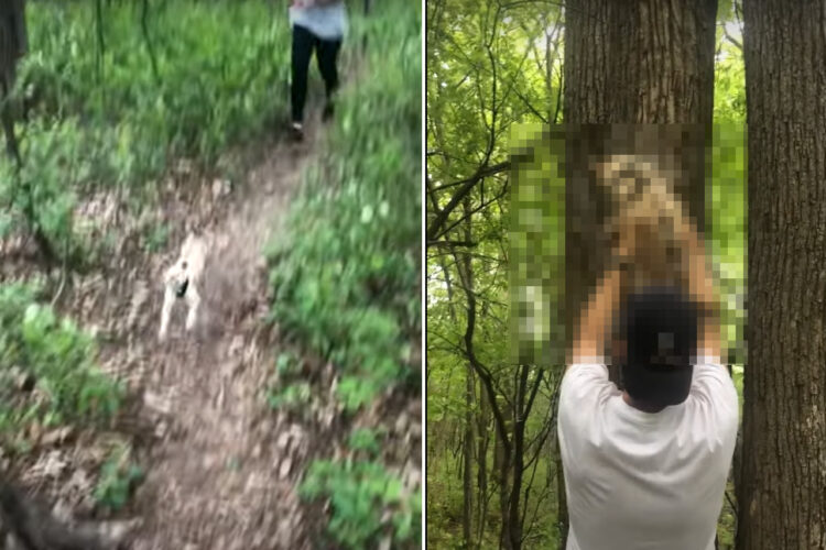 飼い主さんとジョギングする猫。元気いっぱいに走り回って勢い余ったのか、驚きの行動に！！【海外・動画】