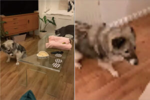 初めて見たその存在にビックリ！？お家の中でパニック状態になっている愛犬の前にいるのは・・、なんと猫？！？！？！【海外・動画】