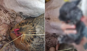 卵を温めているためか、じっとその場を動かないメンドリ。実はこの時、『ある赤ちゃん』のことも一緒に温めてあげていました！！【海外・動画】