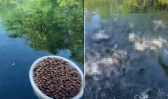 トンデモナイ数にビックリ!!静かな池に向かって魚の餌を撒いてみたら・・、その直後に池の様子が一転しました!!【海外・動画】