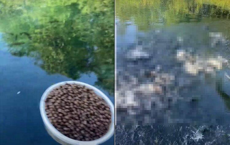 トンデモナイ数にビックリ！！静かな池に向かって魚の餌を撒いてみたら・・、その直後に池の様子が一転しました！！【海外・動画】
