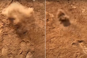 土遊びが大好きな犬は、今日もお散歩で大暴れ！まるで砂嵐の大元になったように土埃をあげて転げ回っています！！【海外・動画】