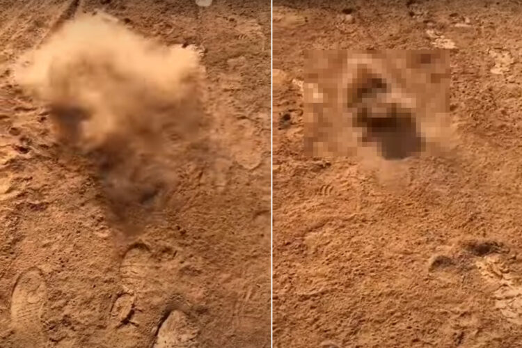 土遊びが大好きな犬は、今日もお散歩で大暴れ！まるで砂嵐の大元になったように土埃をあげて転げ回っています！！【海外・動画】