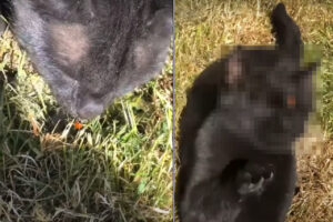 芝生の上にいるテントウムシに顔を寄せた猫。すると、テントウムシが鼻先にくっついてパニック！すごく焦っています！！【海外・動画】