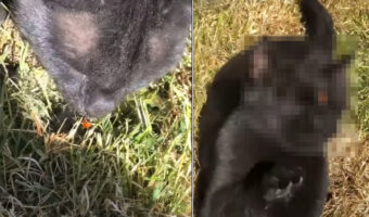 芝生の上にいるテントウムシに顔を寄せた猫。すると、テントウムシが鼻先にくっついてパニック!すごく焦っています!!【海外・動画】