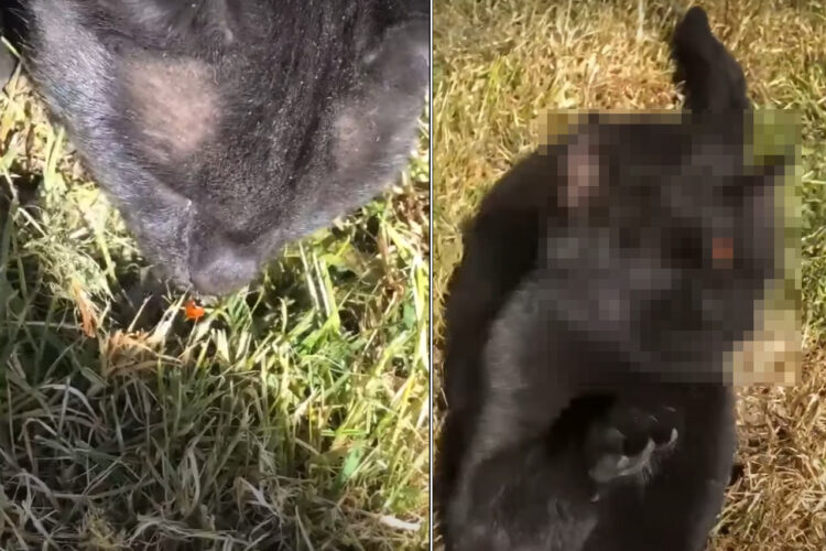 芝生の上にいるテントウムシに顔を寄せた猫。すると、テントウムシが鼻先にくっついてパニック！すごく焦っています！！【海外・動画】