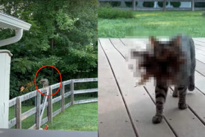 柵に上って近付いてくる猫。何かをくわえているようですが・・それはセミや獲物ではなく、とても意外なお土産でした【アメリカ・動画】