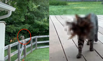 柵に上って近付いてくる猫。何かをくわえているようですが・・それはセミや獲物ではなく、とても意外なお土産でした【アメリカ・動画】