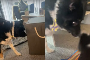 おうちに子犬がやってきた！まだ生後2ヶ月という赤ちゃんを嬉しそうにお迎えした愛犬は熱烈な歓迎っぷりを見せてくれました！！【海外・動画】