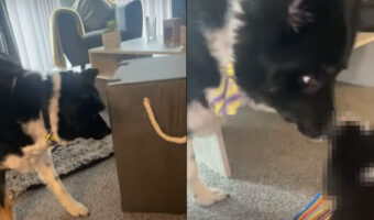 おうちに子犬がやってきた!まだ生後2ヶ月という赤ちゃんを嬉しそうにお迎えした愛犬は熱烈な歓迎っぷりを見せてくれました!!【海外・動画】