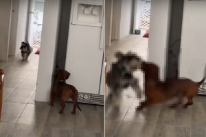 まるでかくれんぼをしているみたい！同居犬が近付いてくるのを、愛犬が息を潜めて待ち構えて・・、最後にビックリな行動に！！【海外・動画】