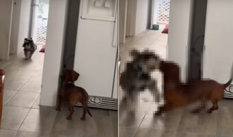 まるでかくれんぼをしているみたい!同居犬が近付いてくるのを、愛犬が息を潜めて待ち構えて・・、最後にビックリな行動に!!【海外・動画】