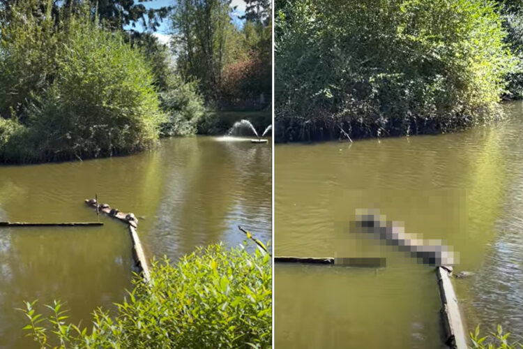 丸太の上で甲羅干しをする亀たち。ところが4匹も乗っているのでグラグラと揺れてしまった結果・・【海外・動画】