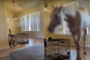 突然の来客に愛犬たちもビックリ！？お家の中に突如姿をあらわしたのはなんと体の大きな『あの動物』でした！！【アメリカ・動画】