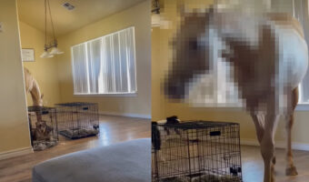 突然の来客に愛犬たちもビックリ!?お家の中に突如姿をあらわしたのはなんと体の大きな『あの動物』でした!!【アメリカ・動画】
