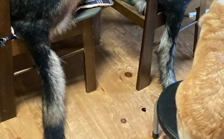 「椅子に座るの教えたら、次の日からみんなこれよ」椅子にお座りしている愛犬たちの後ろ姿が、まるで人間みたい！