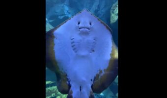 このエイこの後電池が切れます（笑）急に電池が切れたように見えて面白すぎる！「お前、どこまで落ちてくんや」