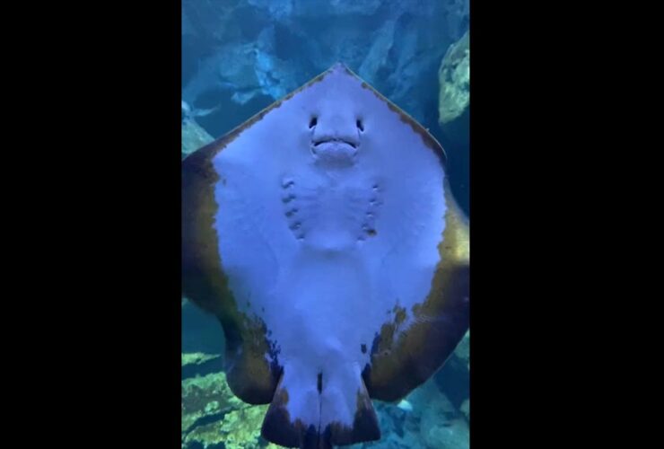 このエイこの後電池が切れます（笑）急に電池が切れたように見えて面白すぎる！「お前、どこまで落ちてくんや」