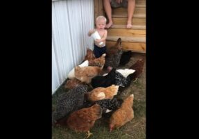 ニワトリにエサやりをする小さな男の子。最初は丁寧に撒いていたのですが・・、最後に取った行動がダイナミック！！【海外・動画】